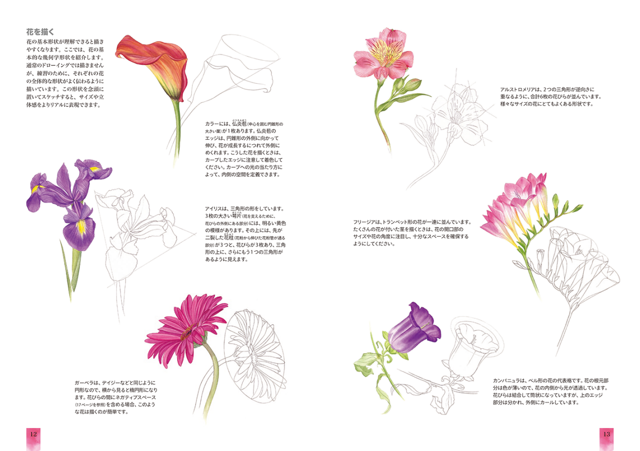 世界的な植物画家が贈る ドラマチックな花の描き方 ビリー ショーウェルのわかりやすいボタニカルアート 刊行のお知らせ イラストノート On The Web